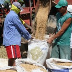 Safra recorde de arroz é resultado de parceria entre Governo de SE e Codevasf     - Arrozal / Fotos: Luiz Carlos Lopes Moreira/Seagri