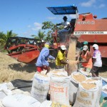 Safra recorde de arroz é resultado de parceria entre Governo de SE e Codevasf     - Arrozal / Fotos: Luiz Carlos Lopes Moreira/Seagri