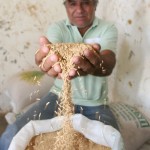 Safra recorde de arroz é resultado de parceria entre Governo de SE e Codevasf     - Arrozal / Fotos: Luiz Carlos Lopes Moreira/Seagri