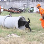 Corpo de Bombeiros de Sergipe preparado para atuar na busca de vítimas com cães - Fotos: Ascom/CBMSE