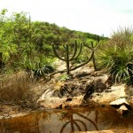CONVITE À IMPRENSA  Inauguração do Monumento Grota do Angico - Paisagem da Caatinga em Sergipe