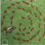 Estado está em alerta para impedir entrada da praga do citros - Mosca negra em espiral / Foto: Divulgação