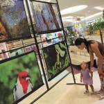 Exposição alusiva ao Dia Nacional da Caatinga encerra no domingo - Na exposição estão 34 imagens que revelam a beleza cênica da farta biodiversidade da caatinga / Fotos: Arthur Soares / Semarh
