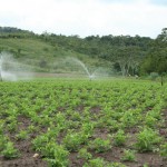 5 mi com garantia do Fundo de Aval do Estado de Sergipe - Saumíneo Nascimento