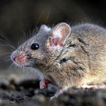 Saúde alerta sobre os cuidados contra a leptospirose em áreas alagadas - A veterinária Monique Santana / Foto: Márcio Garcez/Saúde