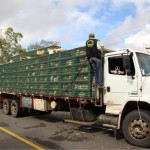 Emdagro apreende seis mil galinhas clandestinas - Fotos: Ascom/Emdagro