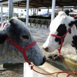 Emdagro realiza 29ª Exposição Agropecuária de Animais em N. Sra. da Glória - Fotos: Ascom/Emdagro