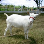 Emdagro realiza 29ª Exposição Agropecuária de Animais em N. Sra. da Glória - Fotos: Ascom/Emdagro