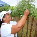 Agricultores participam de seminário sobre gliricídia - Fotos: Ascom/Emdagro