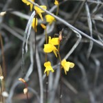 Planta carnívora é encontrada durante expedição científica em Apa Litoral Sul  -