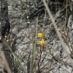 Planta carnívora é encontrada durante expedição científica em Apa Litoral Sul  -