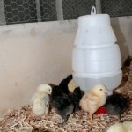 Escola Rural Rita Cacete promove projeto Granja na Escola -