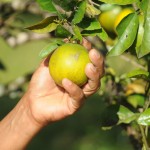 Pagamento do Mão Amiga a produtores de laranja começa nesta quarta - Foto: Edinah Mary/Seides