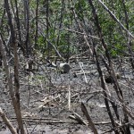 Após relatório da Adema sobre o Tramanday a Emsurb inicia limpeza da reserva ecológica -