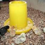 Escola Rural Rita Cacete promove projeto Granja na Escola -