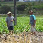 Governo promove a 2ª Festa da Batata de Moita Bonita - Agricultores comercializaram 30 mil toneladas este ano / Foto: Ascom/Cohidro