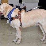 Seminário discute utilização do cão guia para deficientes físicos em SE - Fotos: Walber Faria/SES