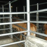 Emdagro apreende e sacrifica 21 vacas clandestinas - Fotos: Ascom/Emdagro