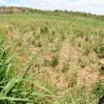 Rotação de pasto racionaliza produção de leite no sertão sergipano -