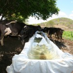 Rotação de pasto racionaliza produção de leite no sertão sergipano -