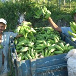 Crédito Fundiário muda a vida de milhares de agricultores em Sergipe - Fotos: Ascom/Pronese