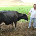 Pastejo rotacionado otimiza vida de produtor de leite no sertão - O produtor rural Gadston Silveira / Fotos: Ascom/Emdagro
