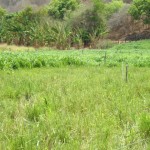 Pastejo rotacionado otimiza vida de produtor de leite no sertão - O produtor rural Gadston Silveira / Fotos: Ascom/Emdagro