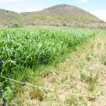 Rotação de pasto racionaliza produção de leite no sertão sergipano -
