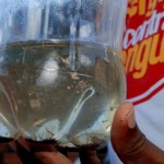 Saúde vai mobilizar municípios para intensificação das ações contra dengue - Foto: Márcio Garcez/SES