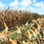 Ações do Governo de Sergipe contribuem para redução do preço da cesta básica na capital - Foto: Ascom/Emdagro