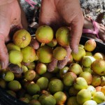 Estado apoia desenvolvimento das catadoras de mangaba de Sergipe -