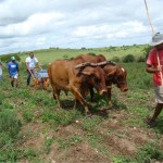Emdagro de Monte Alegre realiza demonstração de método em Plantio Direto - Fotos: Ascom/Emdagro