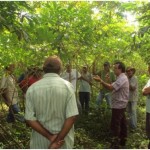 Demonstração de resultados apresenta boa produtividade da mandioca Kiriris - Fotos: Ascom/Emdagro