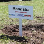 rvore símbolo de Sergipe é plantada no Dia da Mata Atlântica - Fotos: Igor Andrade/Semarh