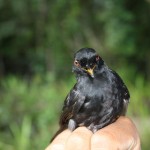 Pesquisadores da UFS fazem trabalho na UC Mata do Junco - Fotos: Ascom/Semarh