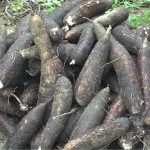 Emdagro orienta agricultores sobre agrotóxicos e boas práticas da mandioca - Fotos: Ascom/Emdagro