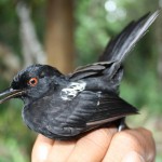 Pesquisadores da UFS fazem trabalho na UC Mata do Junco - Fotos: Ascom/Semarh
