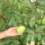 Cohidro presta assistência técnica aos produtores de goiaba - Fotos: Ascom/Cohidro