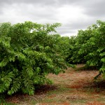 Cohidro presta assistência técnica aos produtores de goiaba - Fotos: Ascom/Cohidro