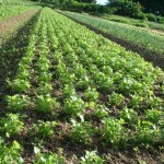 Cohidro promove curso sobre irrigação localizada - Fotos: Ascom/Cohidro