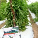 Irrigação por gotejamento melhora qualidade das culturas e aumenta a produção - Fotos: Ascom/Cohidro