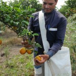 Governo compra safra de laranja e repassa a entidades socioassistenciais -