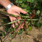Governo leva novas alternativas de renda ao agricultor familiar -