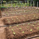 Estande evidencia técnicas de irrigação com os produtos do perímetro Califórnia - Fotos: Ascom/Cohidro