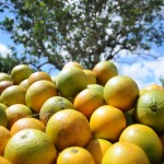 Governo compra safra de laranja e repassa a entidades socioassistenciais -