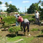 Emdagro apreende e destroi 11 mil mudas de Murta ornamental - Fotos: Ascom/Emdagro