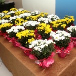 Flores e música marcam a chegada da primavera na Oncologia - Fotos: Bruno César (Ascom / FHS)