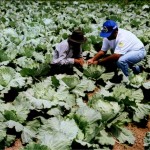 7 milhões para assentar agricultores familiares - Foto: Marco Vieira/ASN