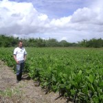 Cohidro elimina pragas em plantação de palma forrageira - José Reis Coelho observa a plantação / Fotos: Ascom/Cohidro