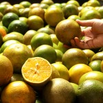 Cadastramento de catadores de laranja para o 'Mão Amiga' vai até dia 9 - Fotos: Edinah Mary/Seides